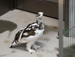<p>　親鳥に育てられ成長したニホンライチョウのひな＝２４日、長野県大町市（大町山岳博物館提供）</p>