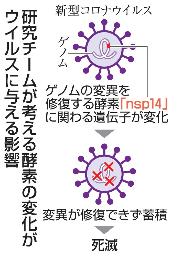 <p>　研究チームが考える酵素の変化がウイルスに与える影響</p>