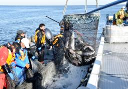 <p>　定置網にかかった秋サケなどの魚＝１０月１４日、北海道斜里町沖</p>