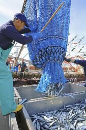 <p>　北海道根室市の花咲港で水揚げされるサンマ＝８月</p>