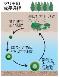 <p>　マリモの成長過程</p>