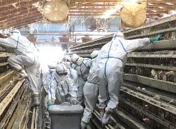 <p>　１３日、九州で今季初の鳥インフルエンザが確認された鹿児島県出水市の養鶏場で実施された殺処分作業（同県提供）</p>