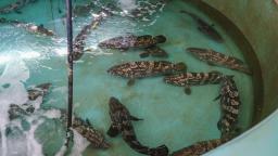 <p>　地元名産の南高梅のたるを再利用した水槽で飼育されているクエタマ＝１日、和歌山県みなべ町</p>