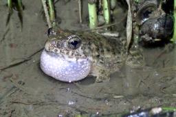 <p>　熊本県益城町の水田で鳴くツチガエル＝２０１９年７月</p>