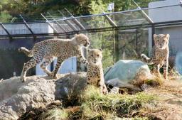<p>　千葉市動物公園のチーターの子どもたち＝８日</p>