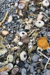 <p>　１０月、北海道えりも町の海岸に打ち上げられたウニの死骸</p>