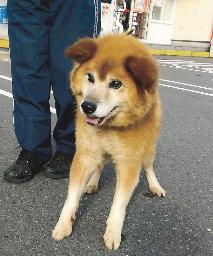 <p>　愛護団体が女性に預けた後に死んだ犬＝２０１６年１０月（原告弁護団提供）</p>