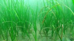 <p>　横浜港に生息する海草のアマモ（国土交通省港湾局提供）</p>