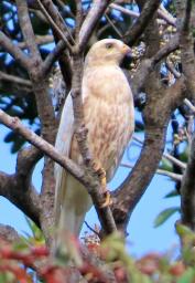 <p>　鹿児島県・奄美大島の北部で見つかった白いサシバ＝２０日（鳥飼久裕さん提供）</p>