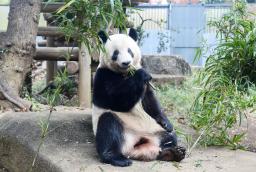 <p>　ジャイアントパンダのシャンシャン＝６日、東京・上野動物園（東京動物園協会提供）</p>