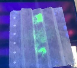 <p>　ブラックライトで照らすと新型コロナウイルス付着部が光るフィルター（京都府立大提供）</p>