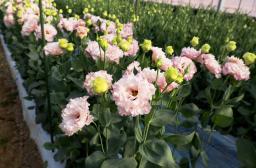 <p>　ビニールハウスで栽培されているトルコギキョウ＝１０日午前、熊本県菊池市</p>