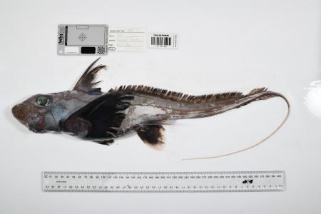 <p>　オーストラリア北東部の「珊瑚海」で見つかったギンザメの仲間（Ｔｈｅ　Ｎｉｐｐｏｎ　Ｆｏｕｎｄａｔｉｏｎ―Ｎｅｋｔｏｎ　Ｏｃｅａｎ　Ｃｅｎｓｕｓ／ＣＳＩＲＯ提供）</p>