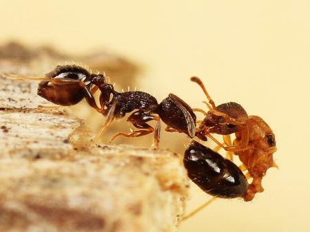 <p>　ハヤシムネボソアリ（左）を毒針で攻撃するキノムラヤドリムネボソアリ（木野村恭一氏提供）</p>