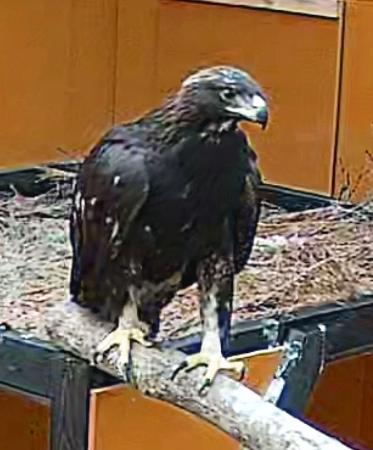 <p>　宮城県南三陸町周辺で放鳥されるニホンイヌワシ＝５日（南三陸地域イヌワシ生息環境再生プロジェクト協議会提供）</p>
