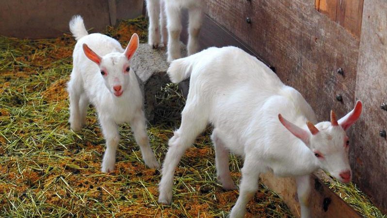 飼育舎の中で愛らしい表情を見せる三つ子のヤギ=20日、富津市