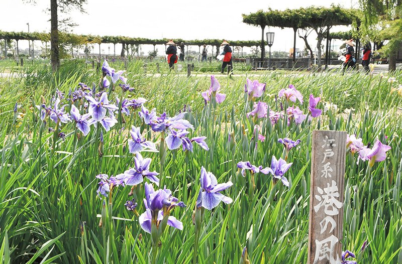 初夏の訪れを告げる恒例イベント「水郷佐原あやめ祭り」が開幕し、涼しげに咲き始めたハナショウブが来園者を楽しませている=23日、香取市の水郷佐原あやめパーク