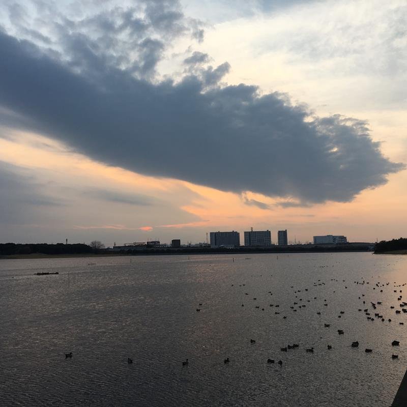 谷津干潟