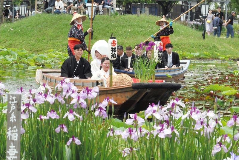 香取市扇島の水郷佐原あやめパークで31日、花婿と花嫁が和船「さっぱ舟」に乗り、晴れ姿をお披露目する恒例イベント「嫁入り舟」が行われた。新郎新婦はハナショウブが咲き誇る水路を舟で巡り、来園者から温かい祝福を受けた 中瀬健太撮影