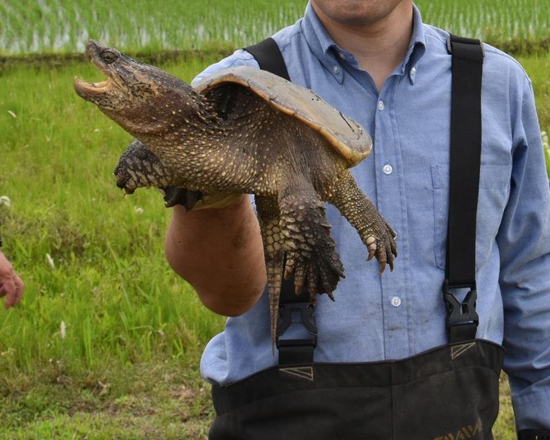 昨年度の事業で網にかかったカミツキガメ。本年度は報道公開された５月１５、２０日とも捕獲がなかった