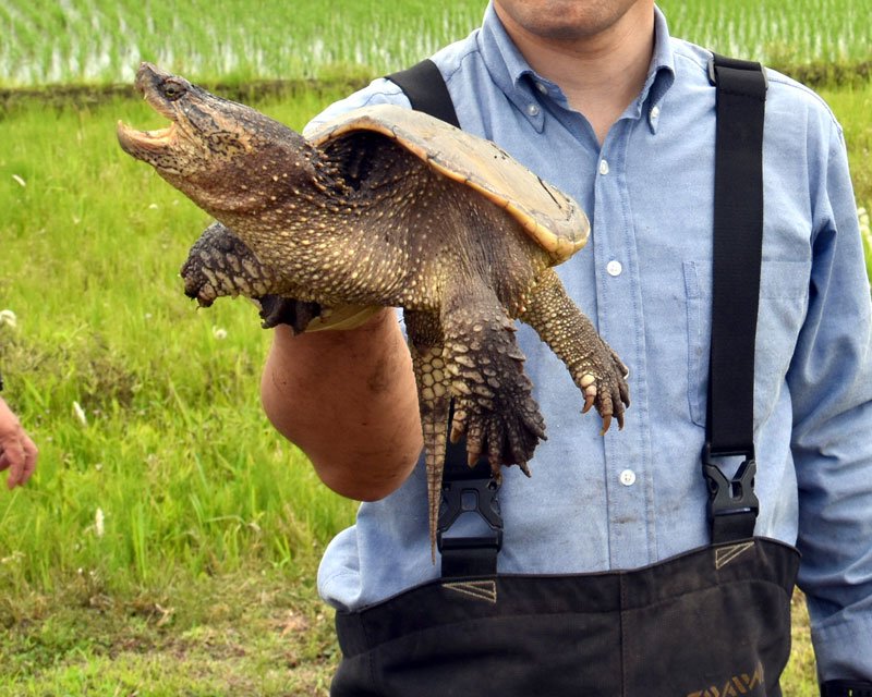 昨年度の事業で網にかかったカミツキガメ。本年度は報道公開された５月１５、２０日とも捕獲がなかった