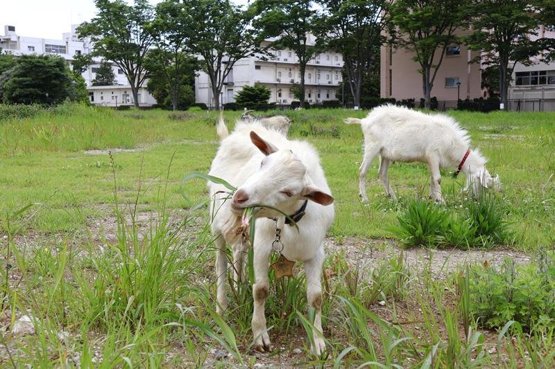 千葉大のキャンパスで放し飼いされているヤギ＝千葉市