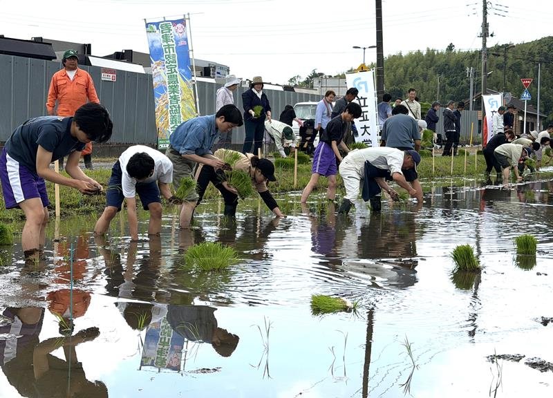 水田に入って苗を手植えする立正大生＝君津市