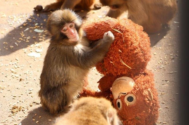 オランウータンのぬいぐるみ(通称オランママ)と一緒のパンチ(市川市動植物園提供)
