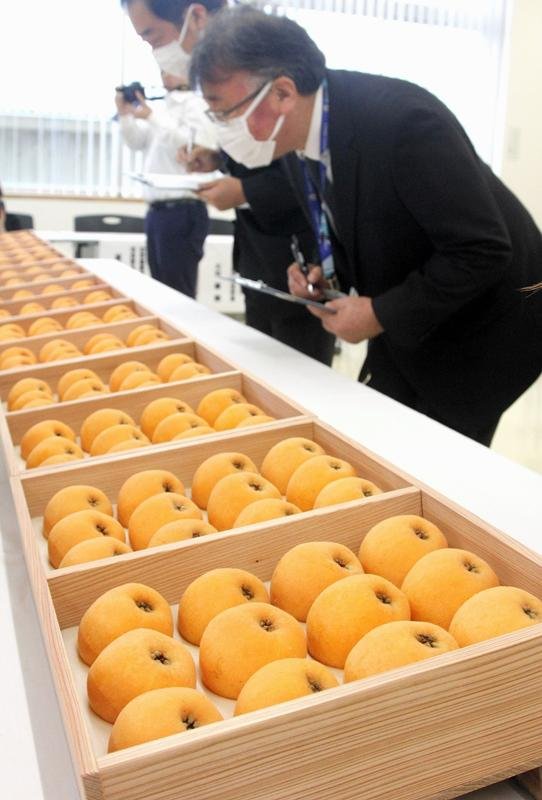 出品されたビワの形や色などを確かめる審査員ら=9日、南房総市