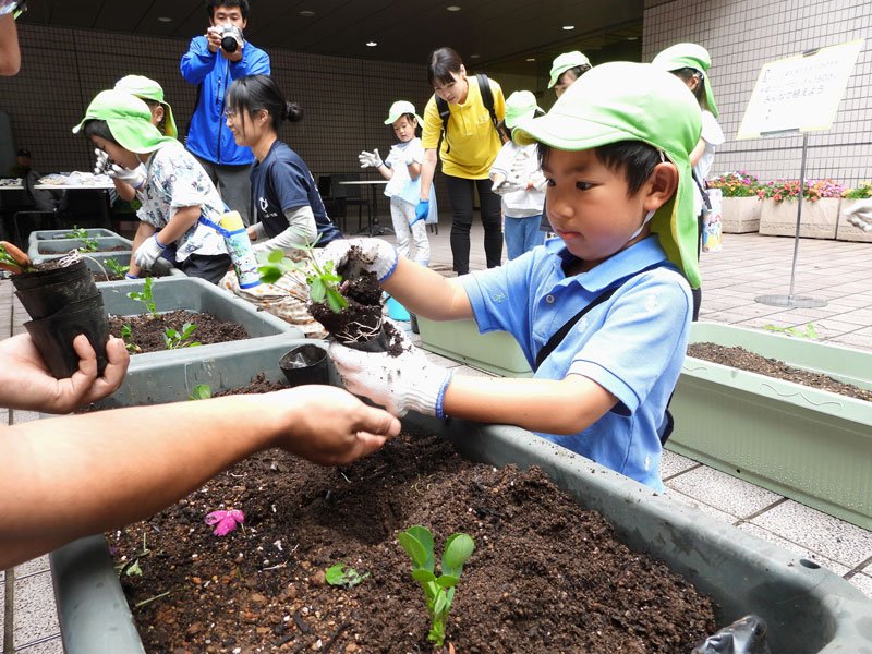 落花生の植え付けを体験する保育園児=9日、千葉市中央区