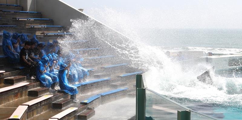シャチが尾びれで大量の海水を浴びせかける「テールバースト」=4月6日、鴨川シーワールド