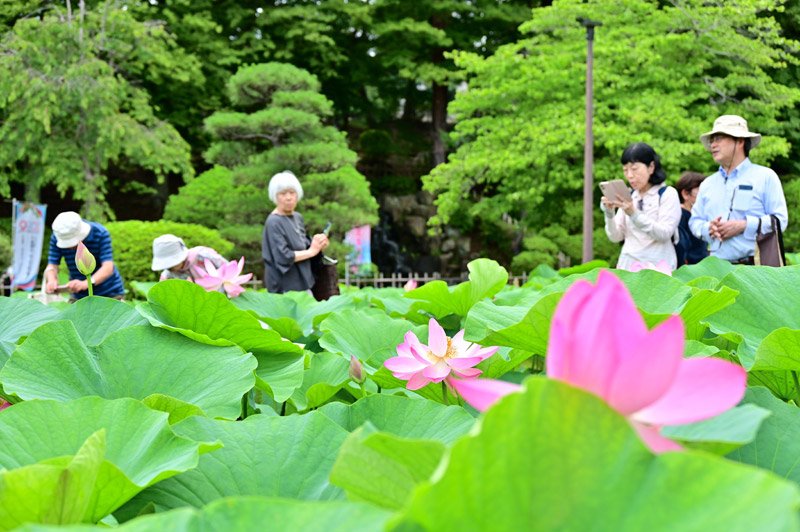 千葉公園ではオオガハスが開花シーズンを迎えた。20日からは「大賀ハス祭り」が開催される=19日、千葉市中央区