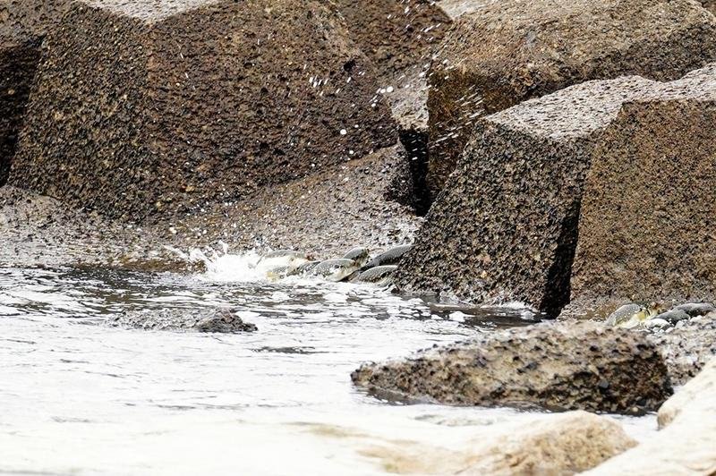 海からはい上がるような産卵行動を見せたクサフグ=17日、勝浦市