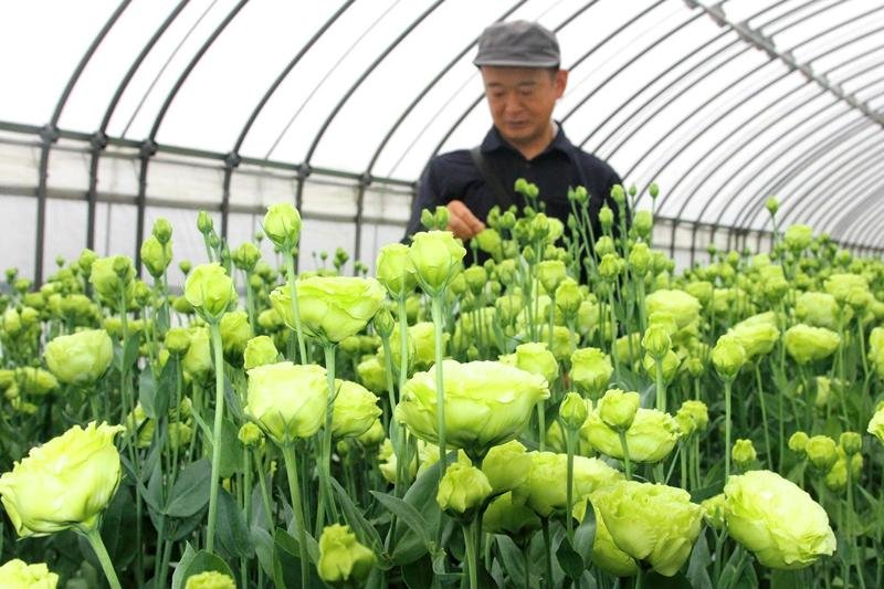 出荷の最盛期を迎えた神戸地区のトルコギキョウ＝２５日、館山市