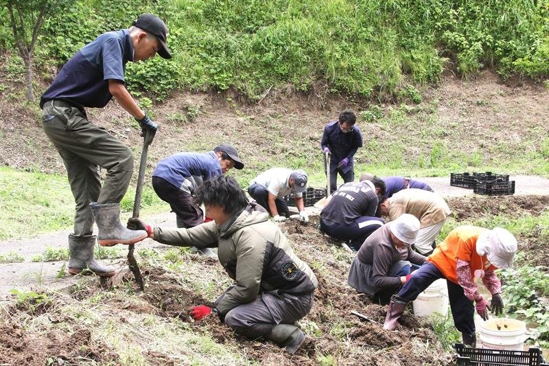 佐久間ダム周辺のスイセン群生地で「改植」の作業に汗を流す障害者支援事業所の利用者と職員ら＝鋸南町
