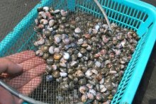 縄文時代に和食のルーツ？　大量出土イボキサゴに注目　木更津・盤洲干潟で採取会　【地方発ワイド】