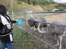 観光牧場「ダチョウ王国袖ケ浦ファーム」３０日閉園　ファンから惜しむ声　台風被害・コロナで苦境に