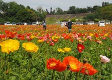 愛らしく揺れる４０万本　ポピー見頃、花摘みも　袖ケ浦・東京ドイツ村