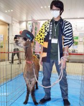 誇らしげ！？アルパカ駅長お出迎え　千葉・海浜幕張駅が一日限定の"動物園"に
