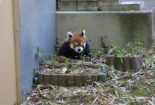【子ども新聞　週刊ちばにち家】　風太おかえり！　５カ月ぶり“再会”　千葉市動物公園　（２０２１年５月２０日号）