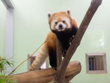 【動画あり】千葉市動物公園に新たな仲間　レッサーパンダとキリン来園　２１日から公開