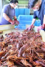 伊勢エビ漁解禁で今季初水揚げ　いすみ・大原漁港に大ぶり並ぶ
