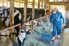 生乳廃棄懸念　「酪農県」千葉に暗雲　冬休み学校給食なく　コロナ禍外食需要減　消費喚起へ懸命アピール