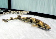 “海のトラ”　由来知って　干支ちなんだ生き物展示　鴨川シーワールド
