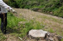 【独自】千葉県、民有地の樹木を無断で伐採　「大切な杉、切られた…」補償問題も浮上　市原・村田川周辺