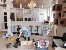 「猫実の保護猫カフェ」誕生！　移転資金１６００万円、ＣＦで集まる　「猫の館ＭＥ」（浦安）　譲渡成約の倍増目指す