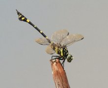 タイワンウチワヤンマ　北進中の精悍なハンター　成田篤彦　【房総の草木虫魚】（３８４）
