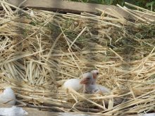 コウノトリ２羽ふ化　野田市の繁殖施設　１１年連続