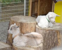 崖の上の「ポニョ」出産の「佐助」「草助」デビュー　双子ヤギ、佐倉で「めぇ～めぇ～式」　新アイドル登場に歓声