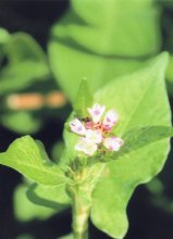 ミゾソバ　花に閉鎖花がある　川名興　【房総の草木虫魚】（４０３）